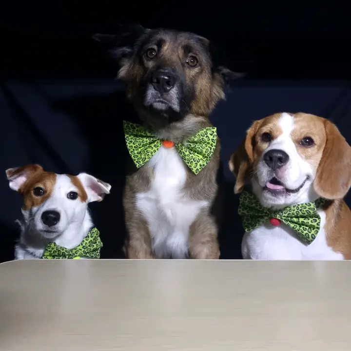 Dog's FurPaws