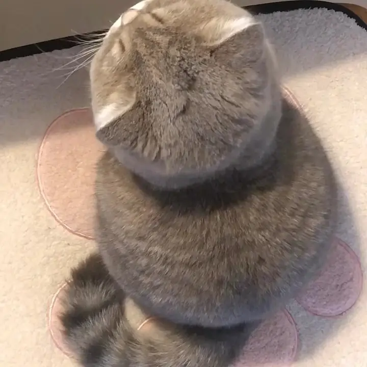 Nabi🐱