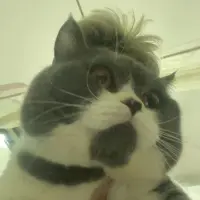 Niceguycat