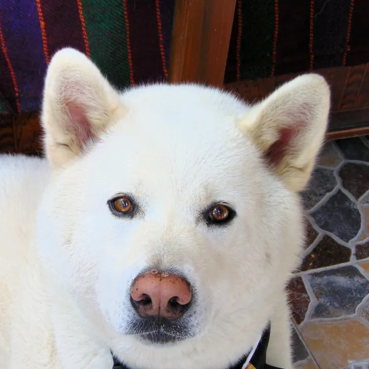 whiteHachiko