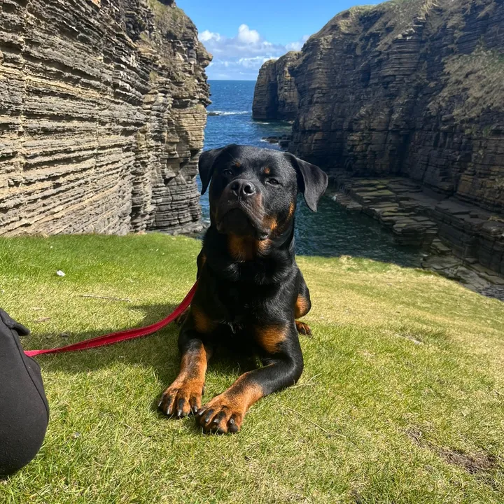 Wayne the Rottie