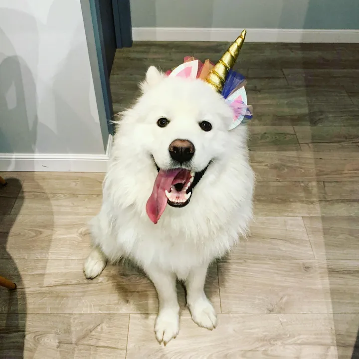 Thor_super_dog_official