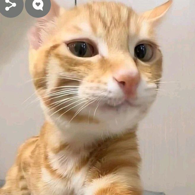 𝙈𝙨𝙝𝙢𝙨𝙝😺🧡