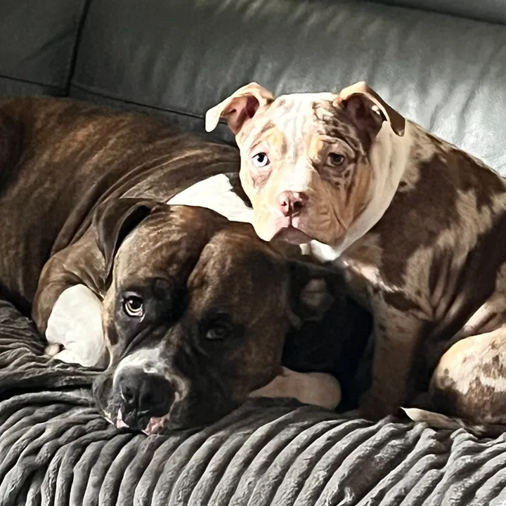 JAX the brindle bulldog