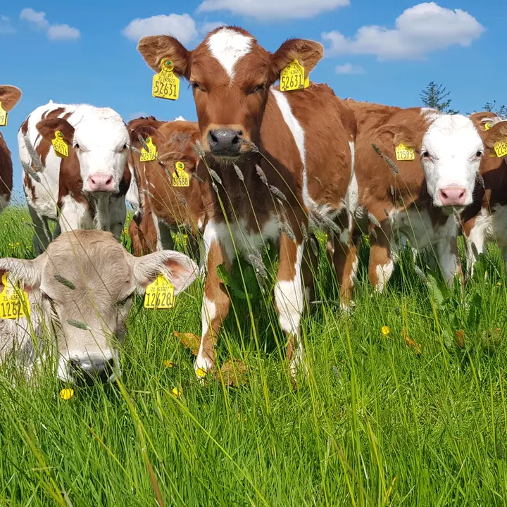 Paul Grace - Fleckvieh IRL Cow