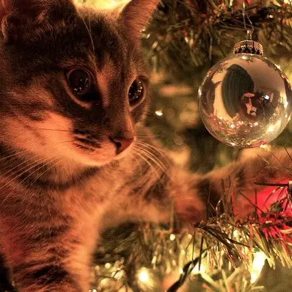 Christmas Countdown