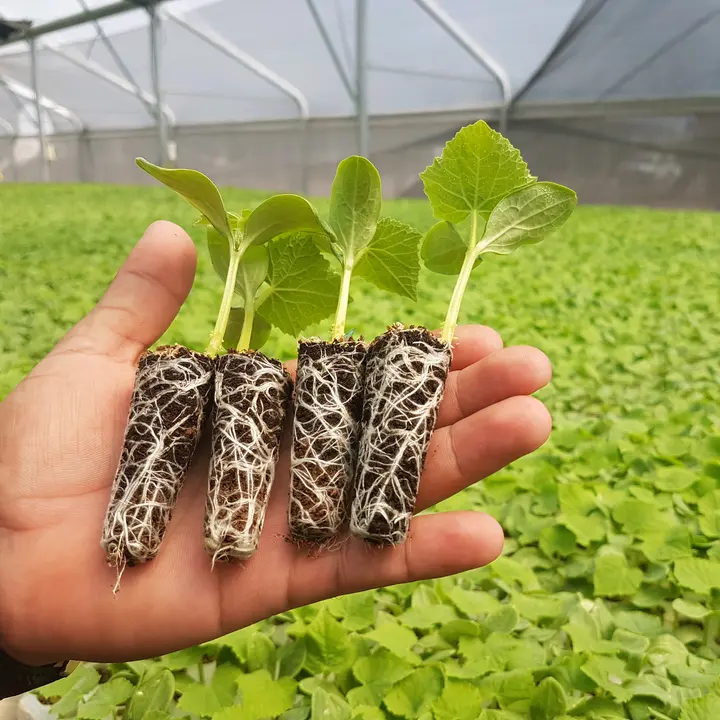 Tu cultivo hidropónico 🌱🎍