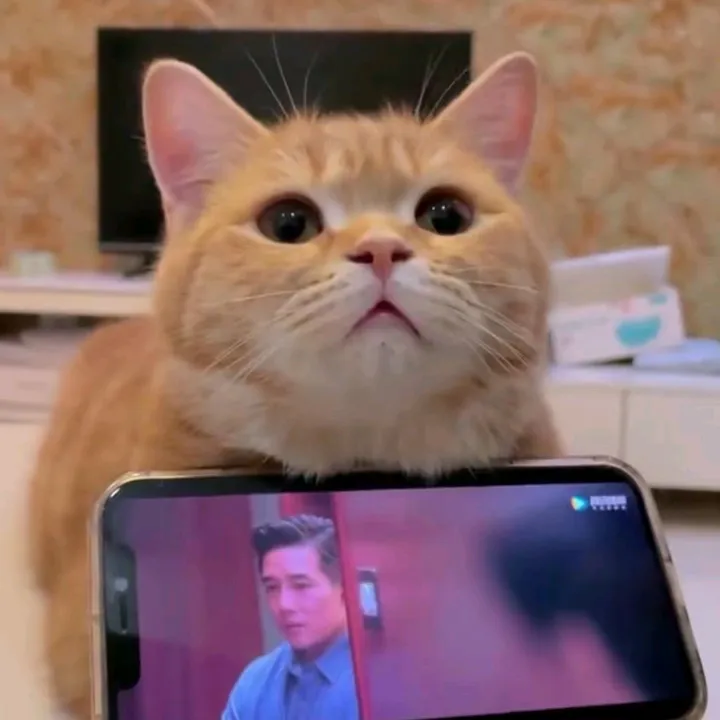 Pet Good Things Sharing