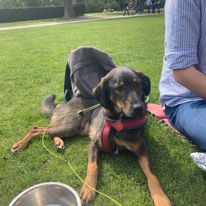 Sissi the Romanian rescue