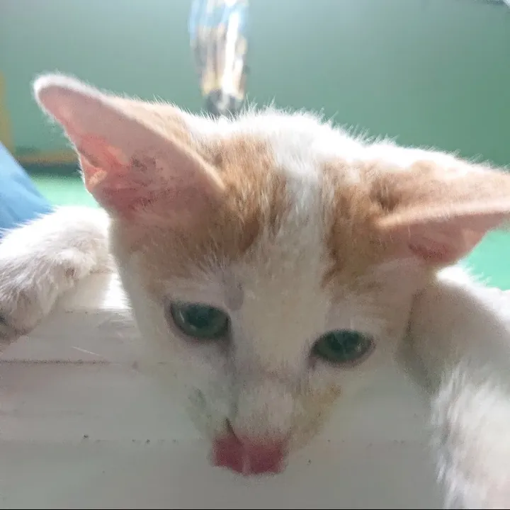 Zag Gamer | Game Info & Store