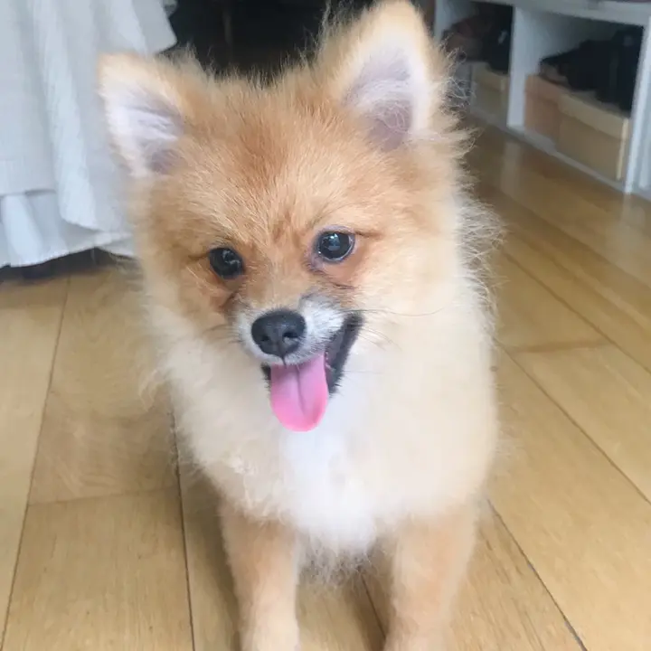 Piothepom