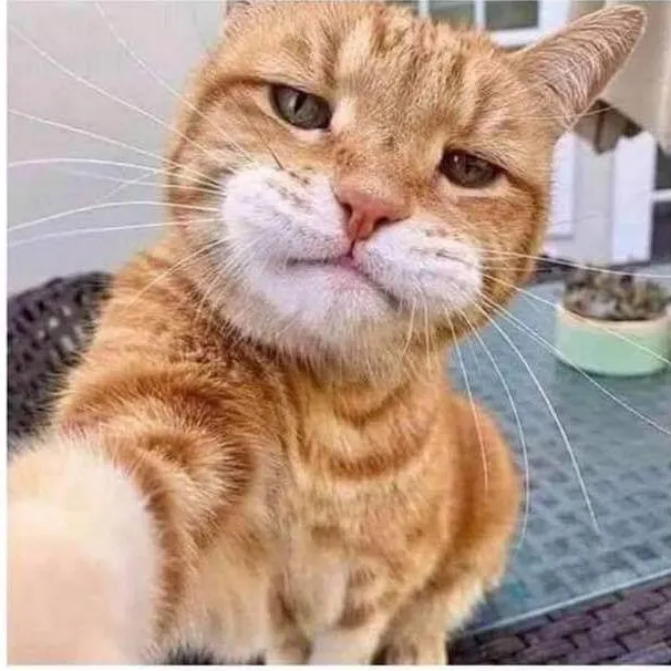 فرە چەشن