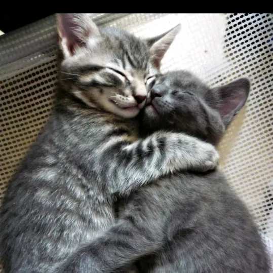 Coucou.mimii