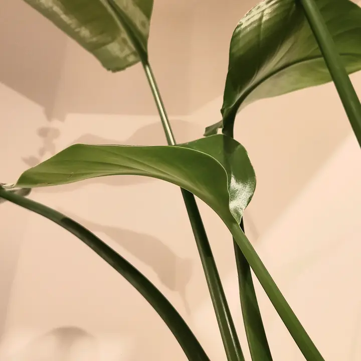 Plantbud