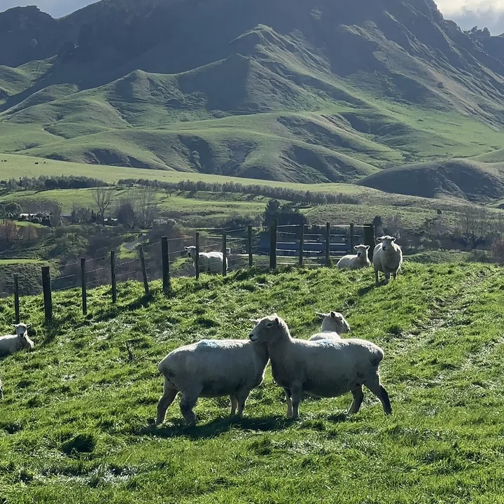 Pinoy Traveller in New Zealand