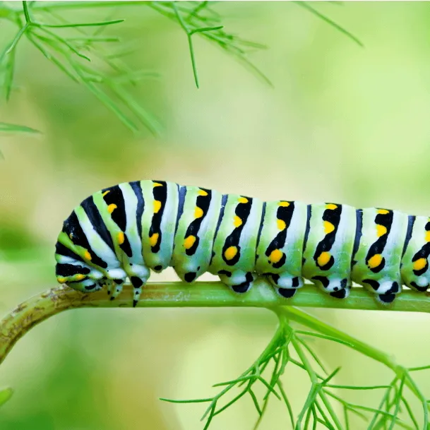 caterpillar