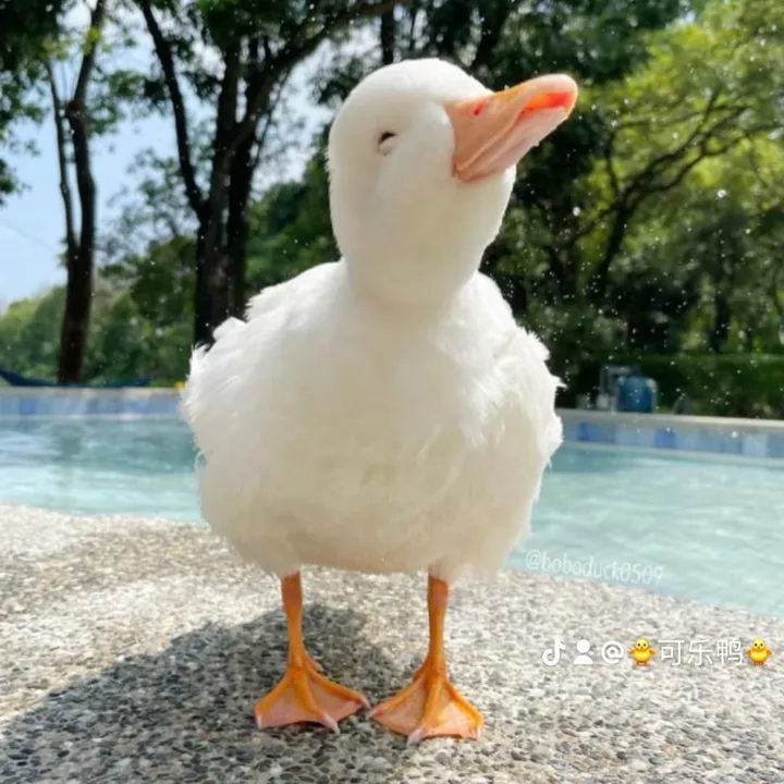 🐥可乐鸭🐥