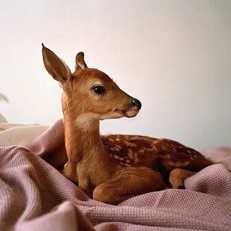 شهد الحربي Shahad Alharbi