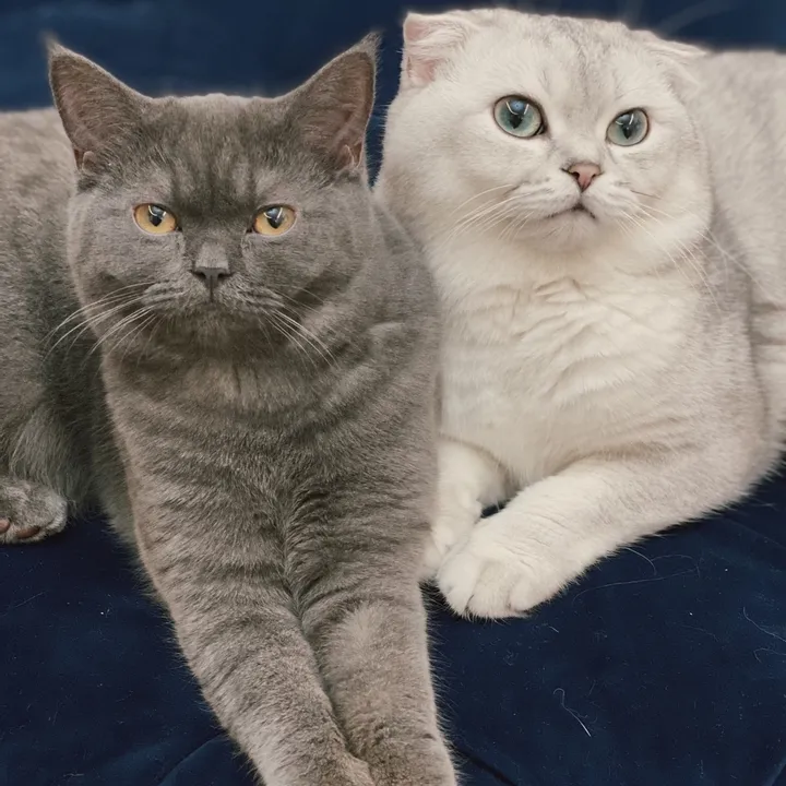 Storm, Trixie, Mia & Pluto
