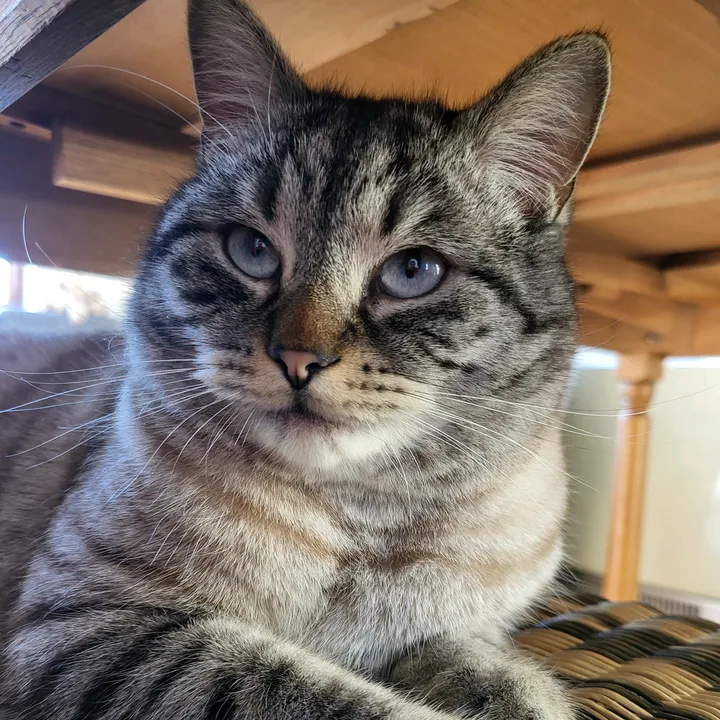 LeoTheCat