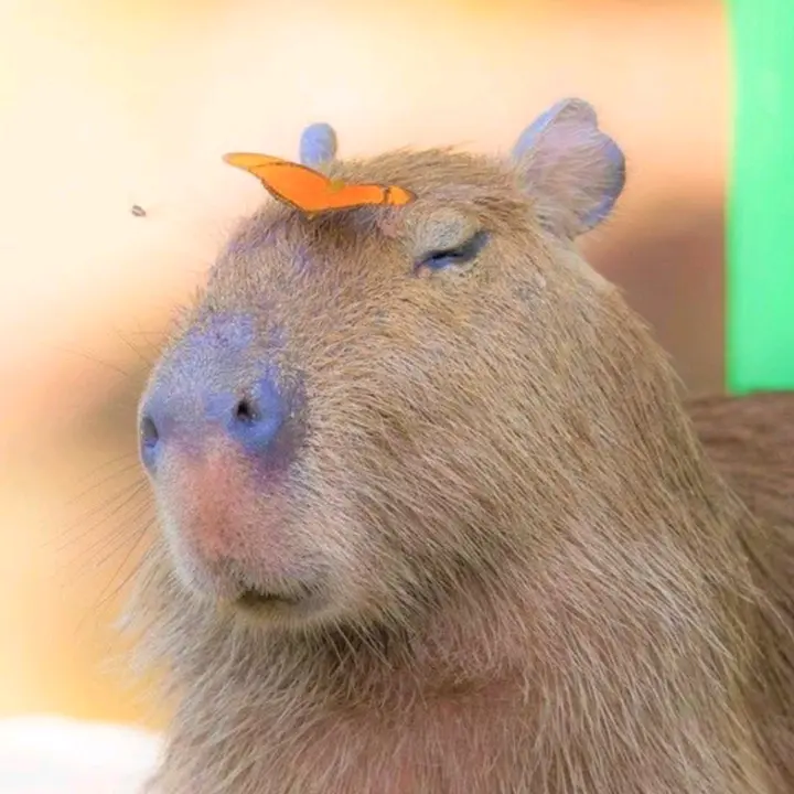 capybara