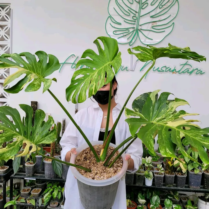 monstera Indonesia