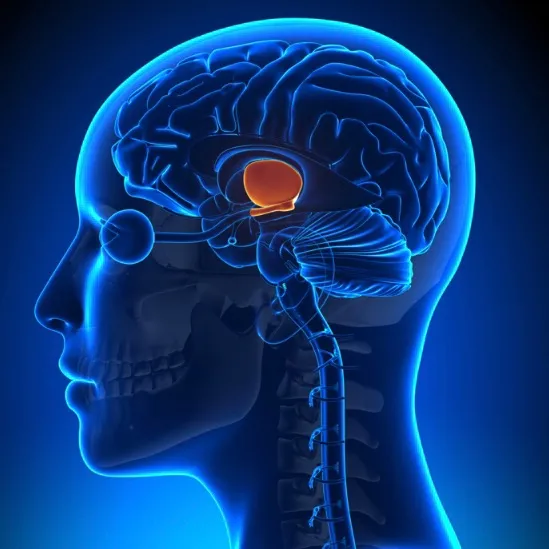 Nervous system