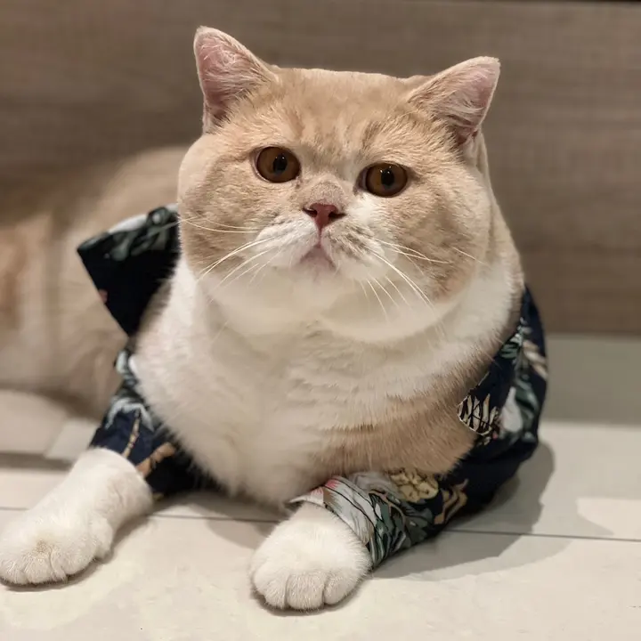 Mamak babunya kucing