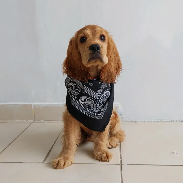 Valiente the cocker Guapo