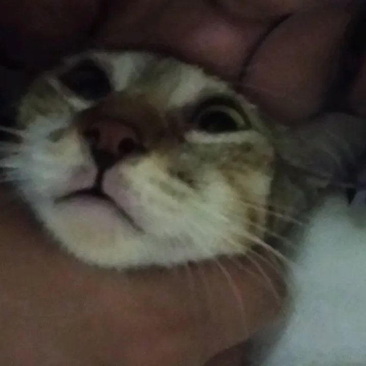 LL