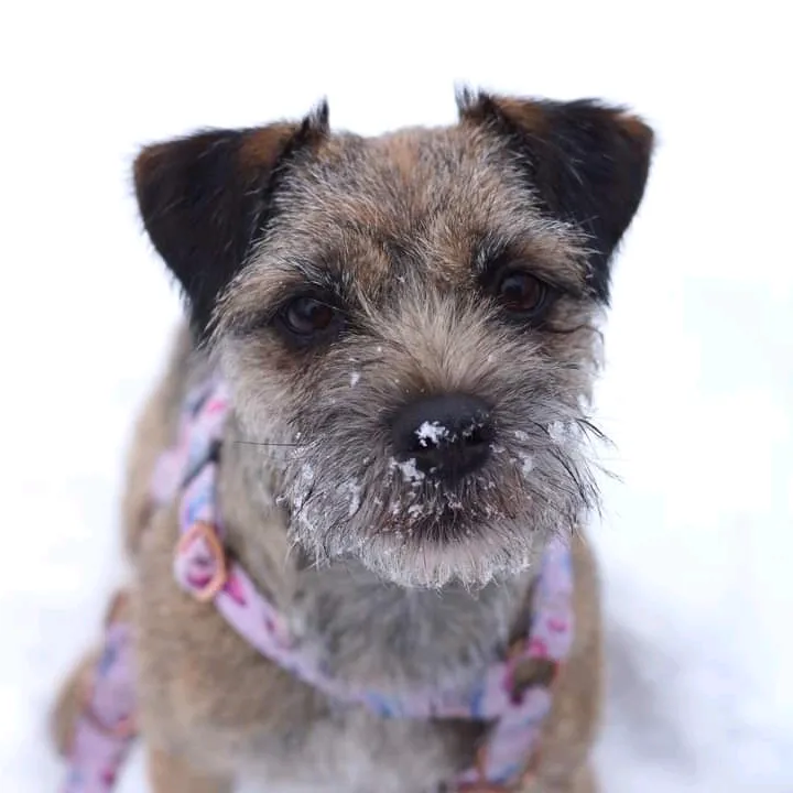 Mia the border terrier