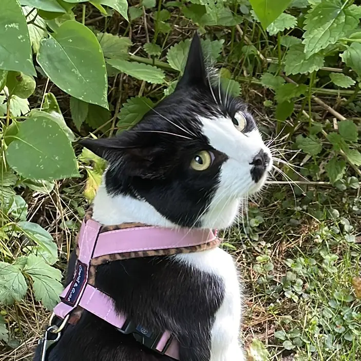 Lotta the cat