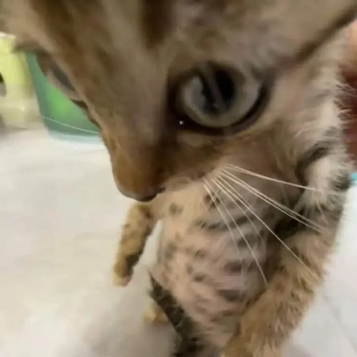 𝓟𝓪𝓭𝓯𝓸𝓸𝓽🐾