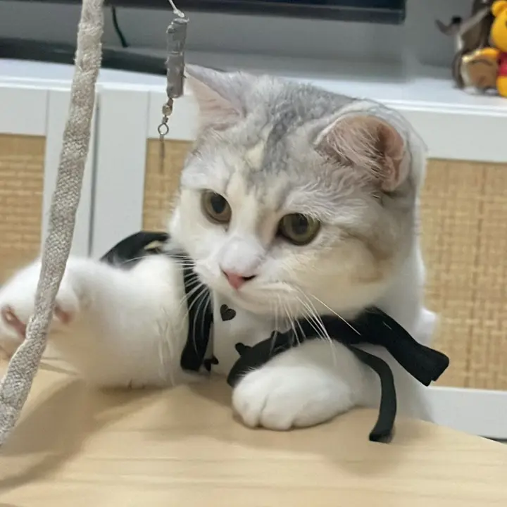 mumu 🐈