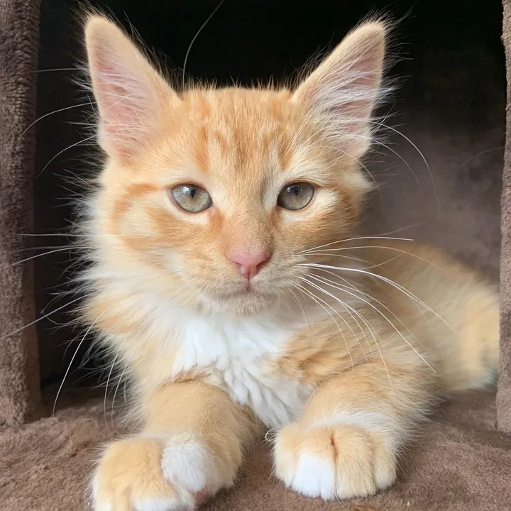 Simba