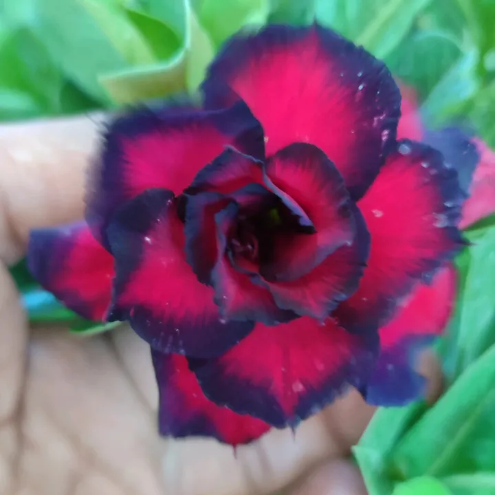 Adenium Premium ID (APid)