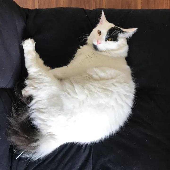 Qchuchayo