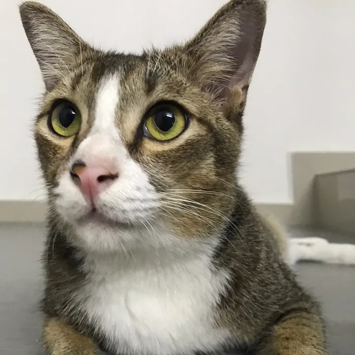 tuttut cat food factory