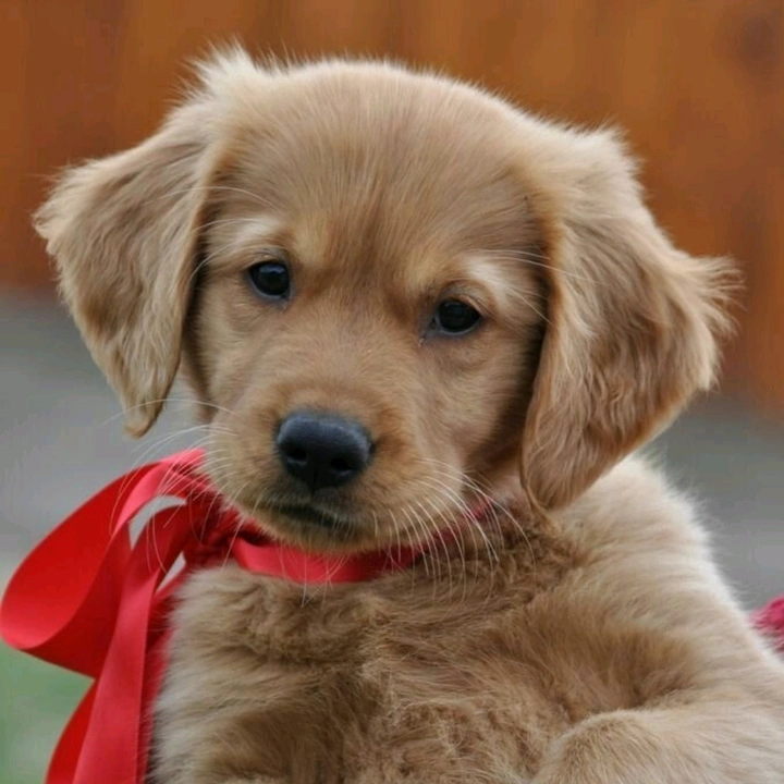 I ♥️ ANIMALS 🐕🐯😻🖤