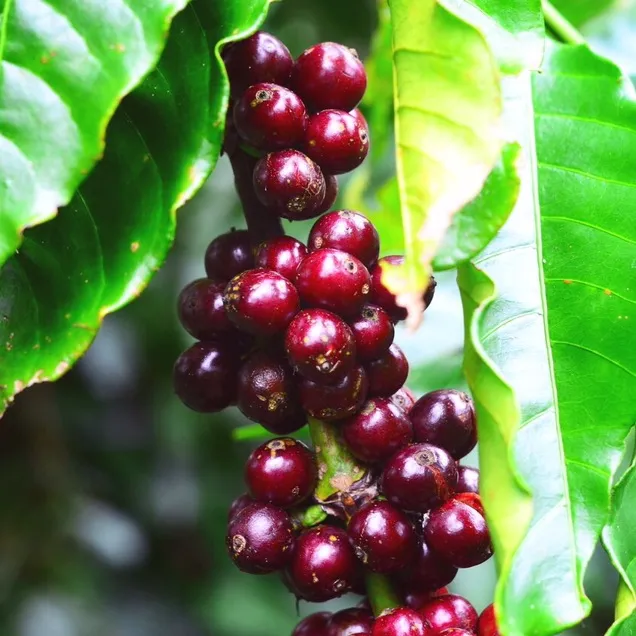 Vihafarm