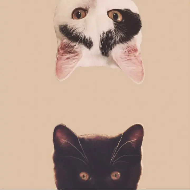 LOLA the CAT