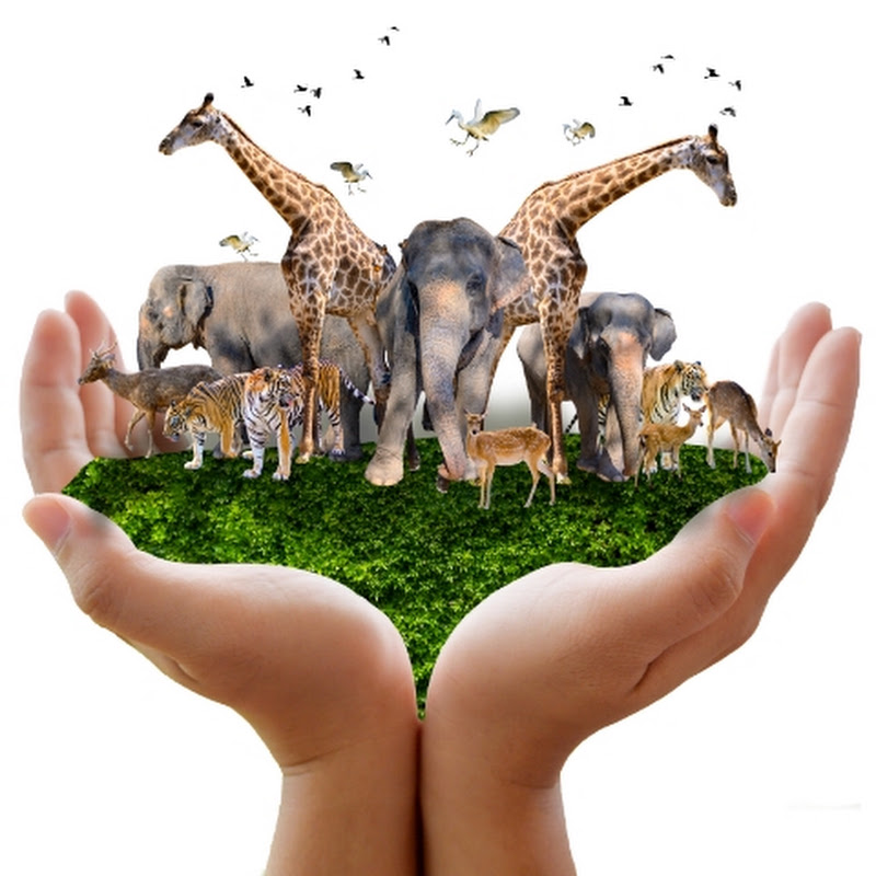 Cool Animals World Hindi