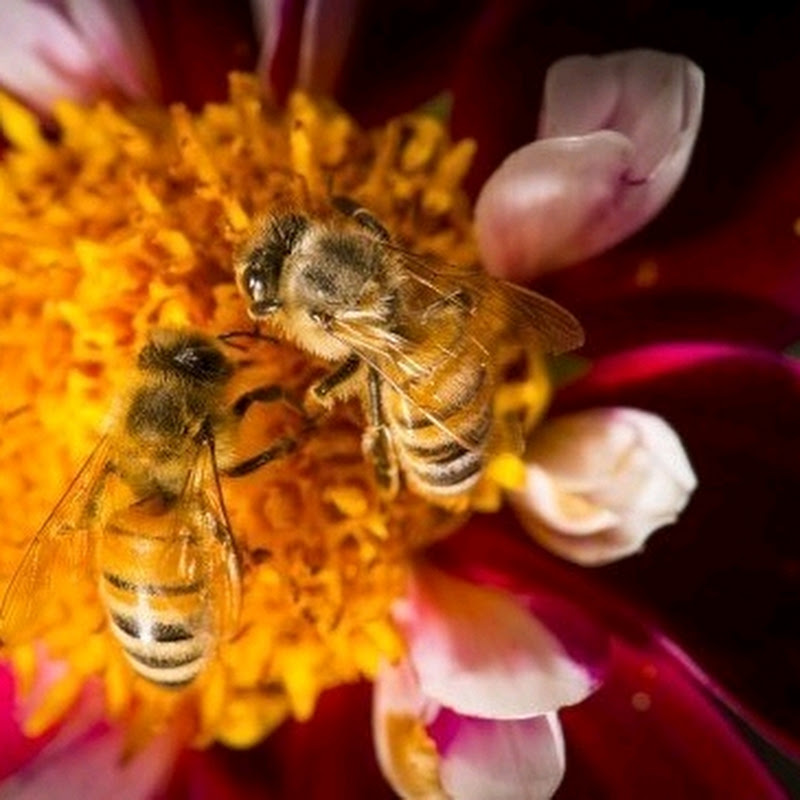 Tour Bee Family
