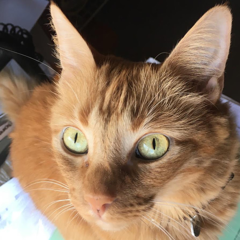 SIMBA THE REAL  CAT