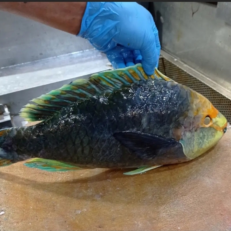 SH Fresh & Fish 