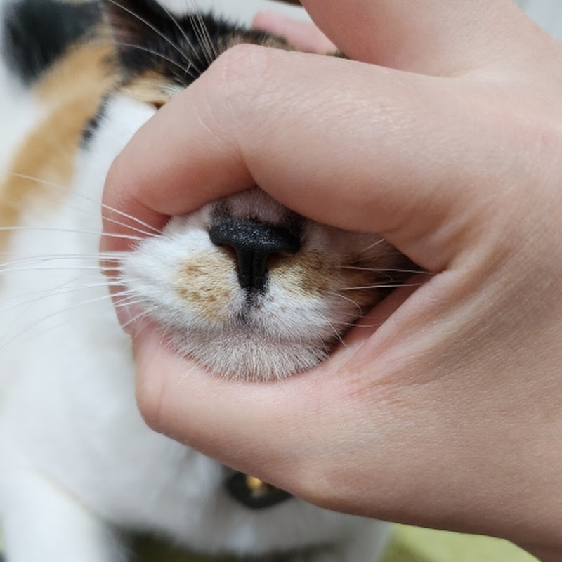 토깽이랑아깽이랑Meow