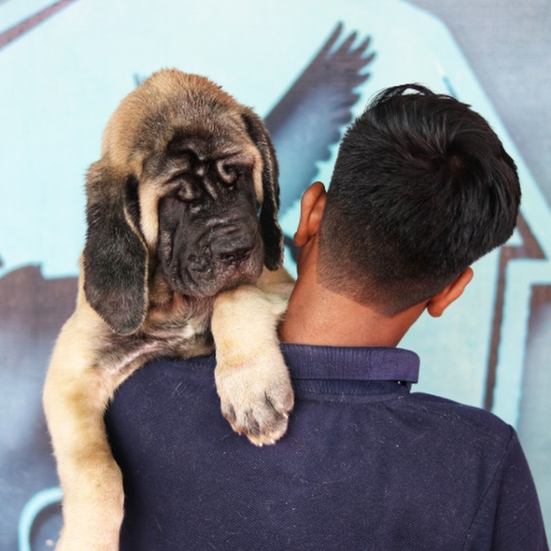 RAHUL PET'S