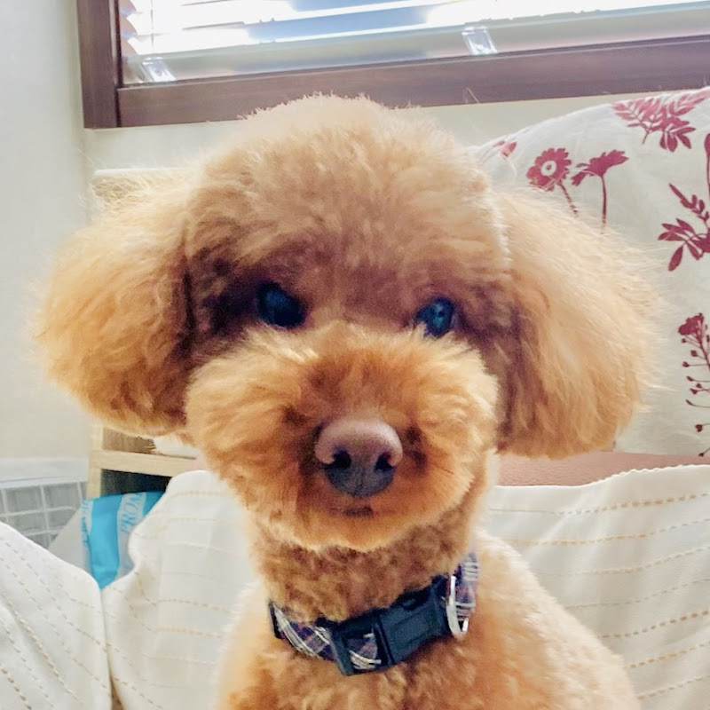 Korosuke - A toy poodle