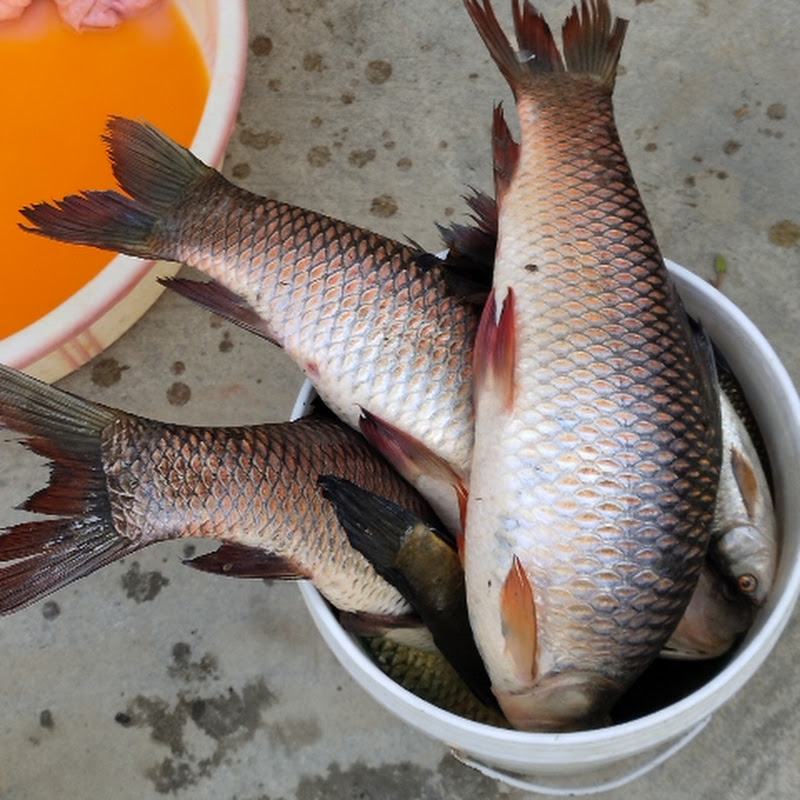 Kangleipak Fisher