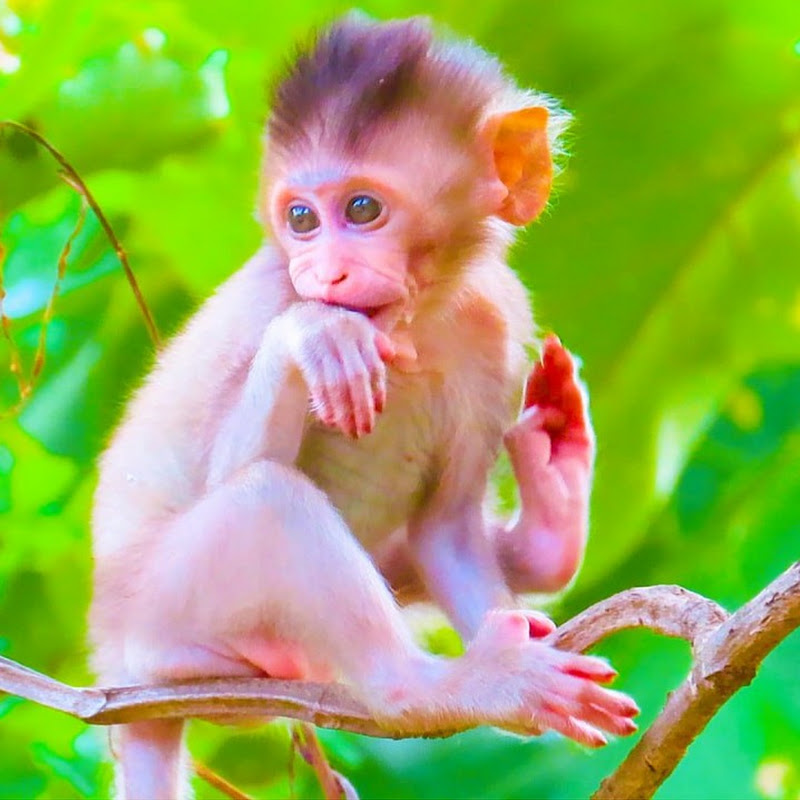 Asian Cutest Baby Monkey
